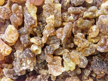 Boswellia sacra frankincense resin (Omani)